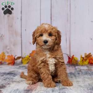 Zandra, Mini Goldendoodle Puppy